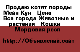 Продаю котят породы Мейн Кун › Цена ­ 12 000 - Все города Животные и растения » Кошки   . Мордовия респ.